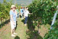 Andreja Škvarč kolekcijski vinograd z veseljem predstavi tudi obiskovalcem 