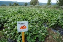 SLADKI KROMPIR ALI BATATA (Ipomoea batatas) je v kuhinji vsestransko uporaben. Pri njegovi pripravi ima naša domišljija prosto pot. Lahko ga spečemo, ocvremo kot krompirček ali čips, skuhamo v pire, pripravimo na žaru, dodajamo juham ali surovega naribamo v solato. Iz mesa batate pripravljamo slastne pireje za sladke in pikantne pite ter pudinge. 