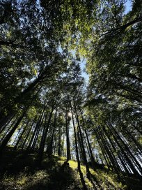 Mogočna drevesa v Trnovskem gozdu.