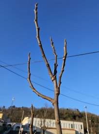 Lepo se debelijo brsti fige, zasajene v Dobravljah, v okviru projekta Zelena Ajdovščina