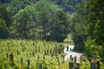 kolesarjenje med vinogradi.jpg