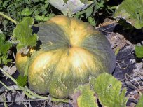 MUŠKATNA BUČA (Cucurbita moschata) je primerna za pripravo marmelad, džemov, kremnih juh, enolončnic, pirejev in sladkih jedi.