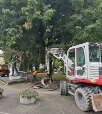 Mogočna platana je naša naravna dediščina. Z odstranitvijo asfalta bo lažje zadihala. 