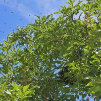 Čebelji roj na drevesu na Lavričevem trgu. 