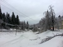 Žled na Gori, februar 2014